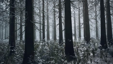 Bosque-De-Invierno-Congelado-En-La-Niebla
